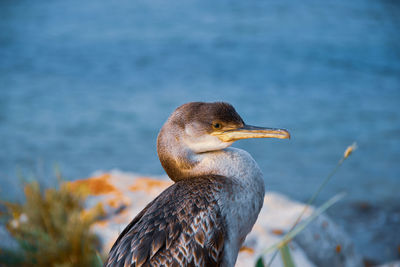 Close-up of bird perching on a lake