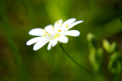 Close-up of white flowering plant