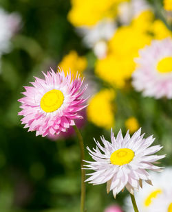 Close-up of pink daisy flower