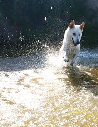 Dog in water