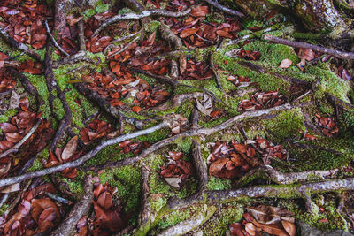 Full frame shot of tree trunk