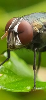 Close-up of a bird