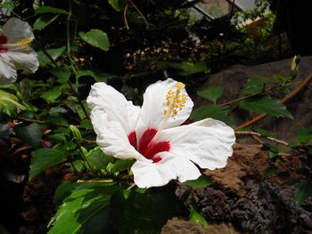 Close-up of white flowers