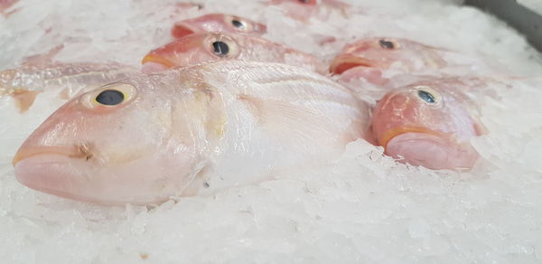 Close-up of fish for sale in market