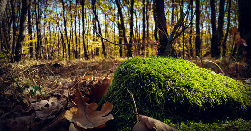 View of trees growing in forest