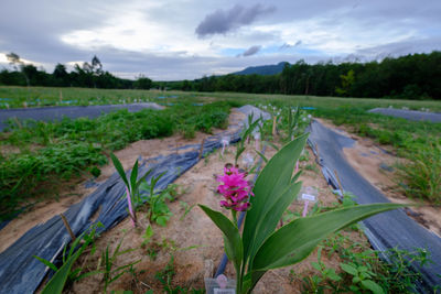 Scenic view of flowering plants on land against sky