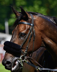 Close-up of horse