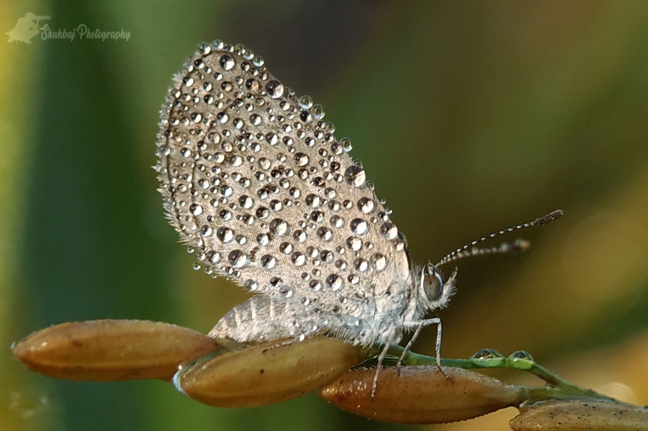 BUTTERFLY ON LEAF