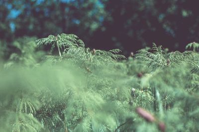 Close-up of plants growing on field