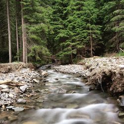 Surface level of stream amidst trees in forest