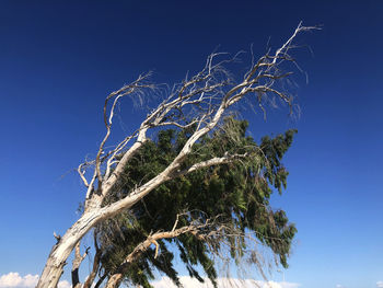 Low angle view of tree against clear blue sky