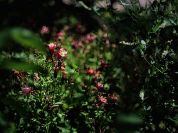 Close-up of pink flowering plant