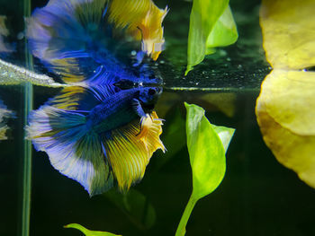 Close-up of butterfly on plant