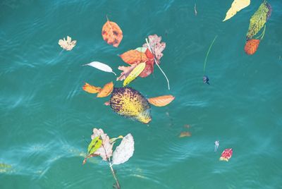 High angle view of fishes swimming in lake