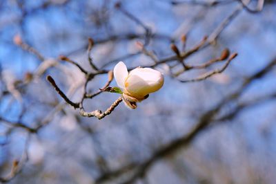 Low angle view of white star magnolia flower bud 