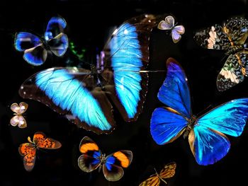 Close-up of butterfly in blue water