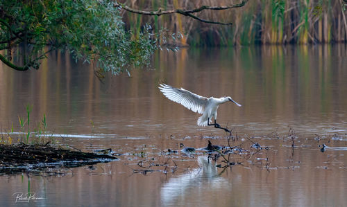 Bird flying over lake