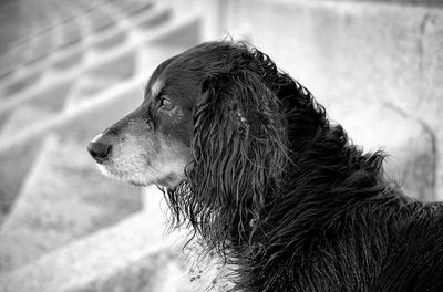 Close-up of dog looking away