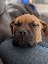 Close-up portrait of dog relaxing on floor