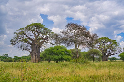 Trees on field against sky. african landscape