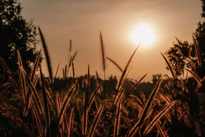 Brown grass field in the morning sun light