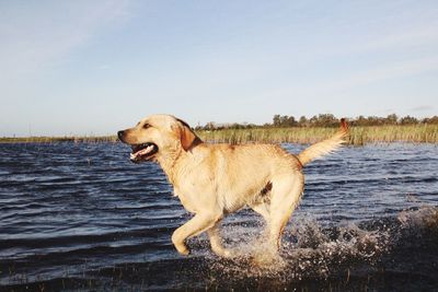 Dog by lake against sky