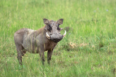 Warthog, phacochoerus africanus, national parks of uganda