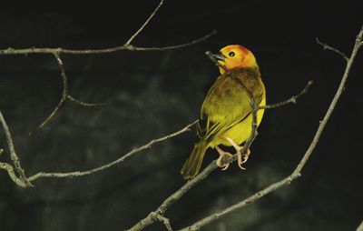 Close-up of bird perching on white background