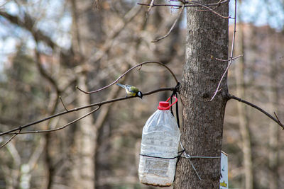 Dead plant hanging on tree branch in forest