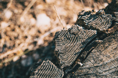 Close-up of log on tree