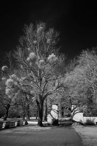 View of trees at night