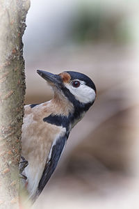 Close-up of a bird