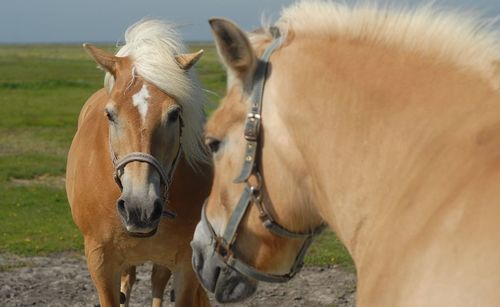 Horses grazing on field