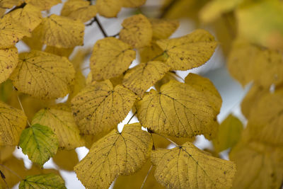 Close-up of yellow maple leaves