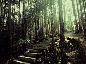 Trees in forest