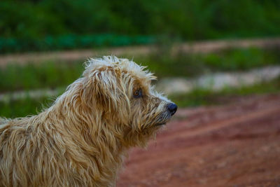 Close-up of a dog looking away