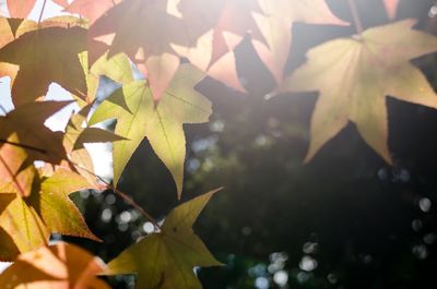 Close-up of maple leaves on plant