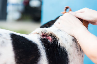 Cropped hand of veterinarian cleaning injured dog