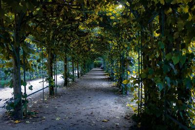 Footpath amidst trees in park