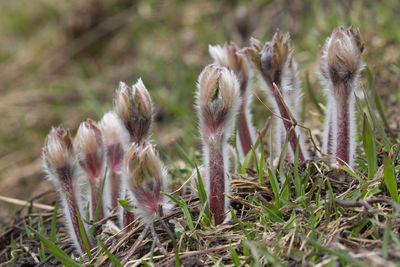 Close-up of plants growing on field