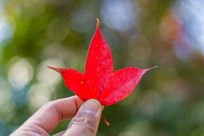 Close-up of hand holding maple leaf