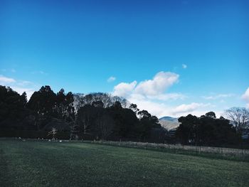 Trees against blue sky