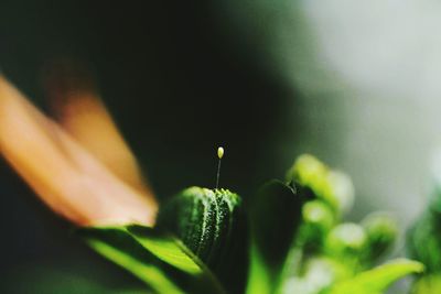 Close-up of flowering plant against blurred background