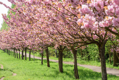 Pink cherry blossoms in spring