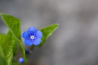 Close-up of purple flowering plant