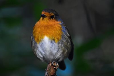 Close-up of bird perching on wood