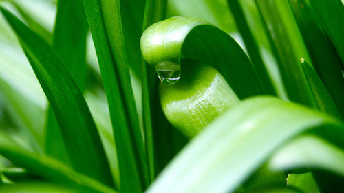 Close-up of green leaves