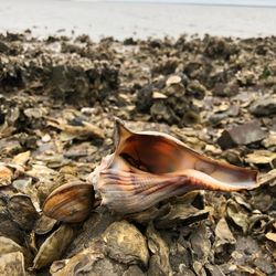 Close-up of seashell 