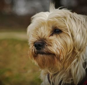 Close-up portrait of a dog
