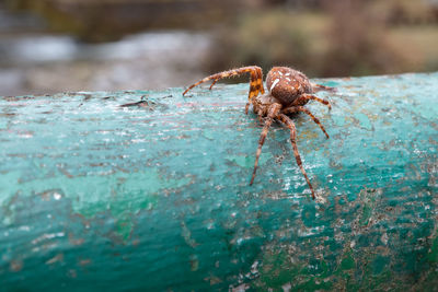 Close-up of spider on rusty metal